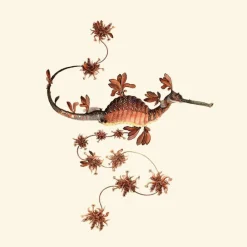 Best Blooming Seadragon Behang Coral Red Behang