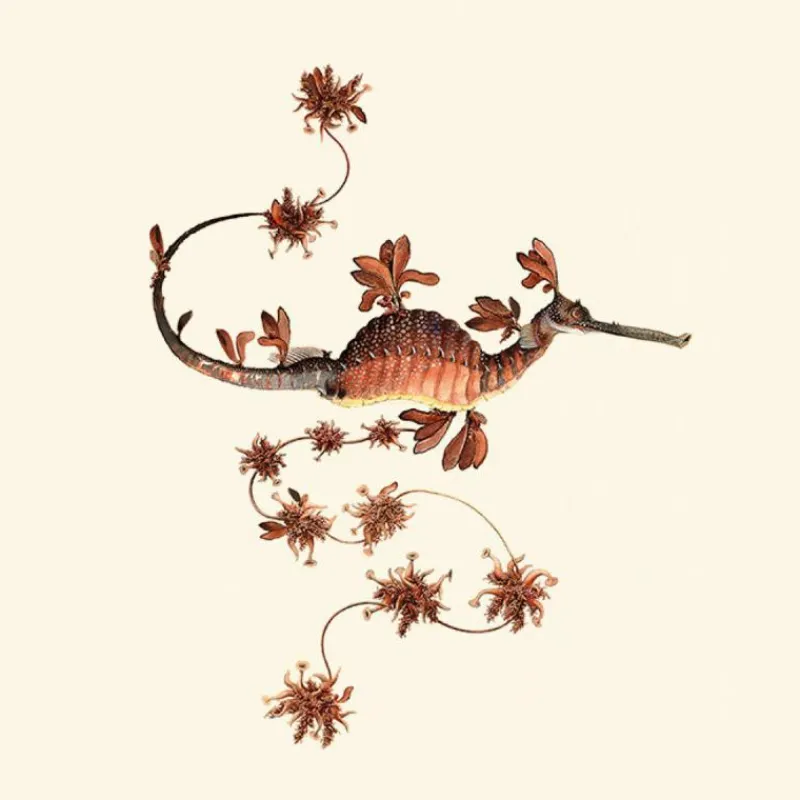 Best Blooming Seadragon Behang Sky Behang