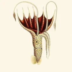 Outlet Umbrella Squid Behang Rose Behang
